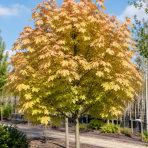 Javor horský (Acer pseudoplatanus) ´BRILLIANTISSIMUM´ – výška 120–130 cm, kont. C5, na kmienku